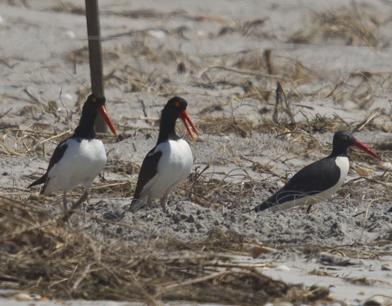 amoytracking's tweet photo. Another #AmericanOystercatcher was banded on Lea Hutaff. Green CKU is now unique &amp; we can ID him wherever he goes. http://t.co/mLnnT5yk2T