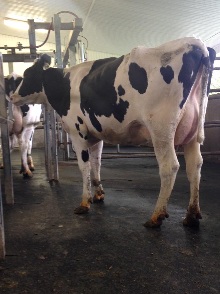 SelectSiresInc's tweet photo. GP-84 #MAYFIELD daughter at Citilimits Farm #SMSConf2015 http://t.co/zGx7YIWURl