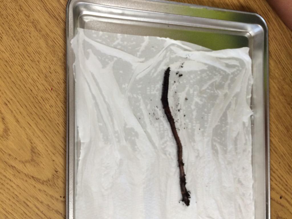 R_S_kinder's tweet photo. The great worm race....Does the worm like a wet or dry home?Making our own worm families. http://t.co/SMGL168Z8K