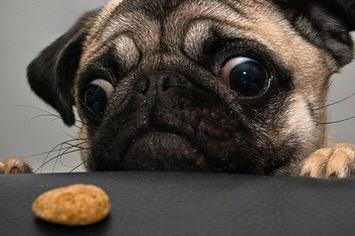 DogAtttack's tweet photo. When you're on a diet and you see a cookie http://t.co/QEKZwYyvNM