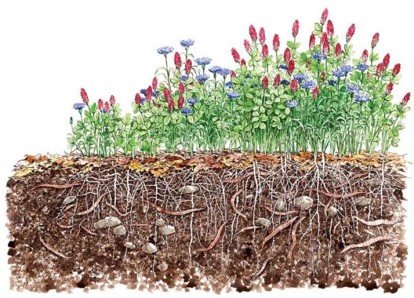 SoilRenew's tweet photo. Actions to preserve life in your soil. 
2. Protect soils using continuous plant cover and trees http://t.co/FAKTDp4FFj