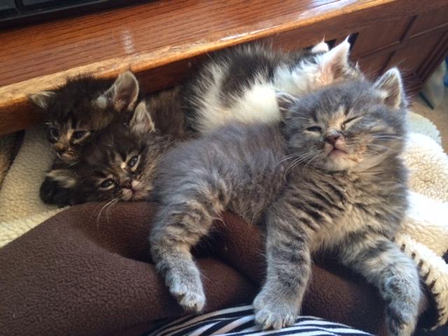 HSWeldCounty's tweet photo. The 86 kittens currently in foster care thank you for your donation! #fostercare #kittens http://t.co/ORQDdem2nh