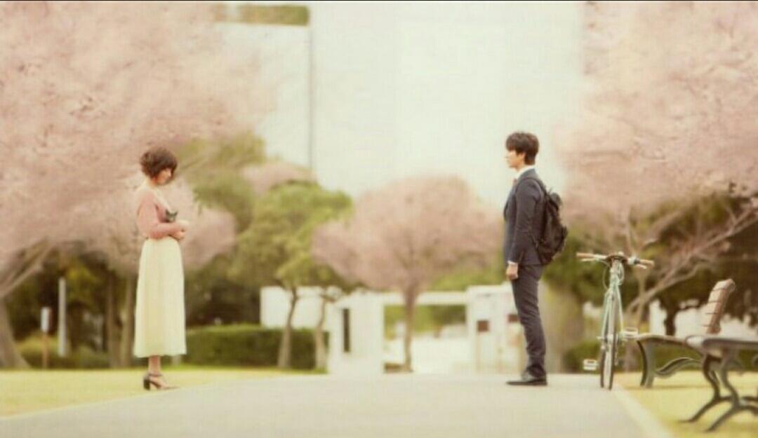 고양이, 인간, 사랑.. 영화 <양지의 그녀>. 고양이를 안은채 마츠모토 준에게 "네꼬, 스키나데스까?"라 묻는 우에노 주리. 벚꽃 흐드러진, 그림 같은...