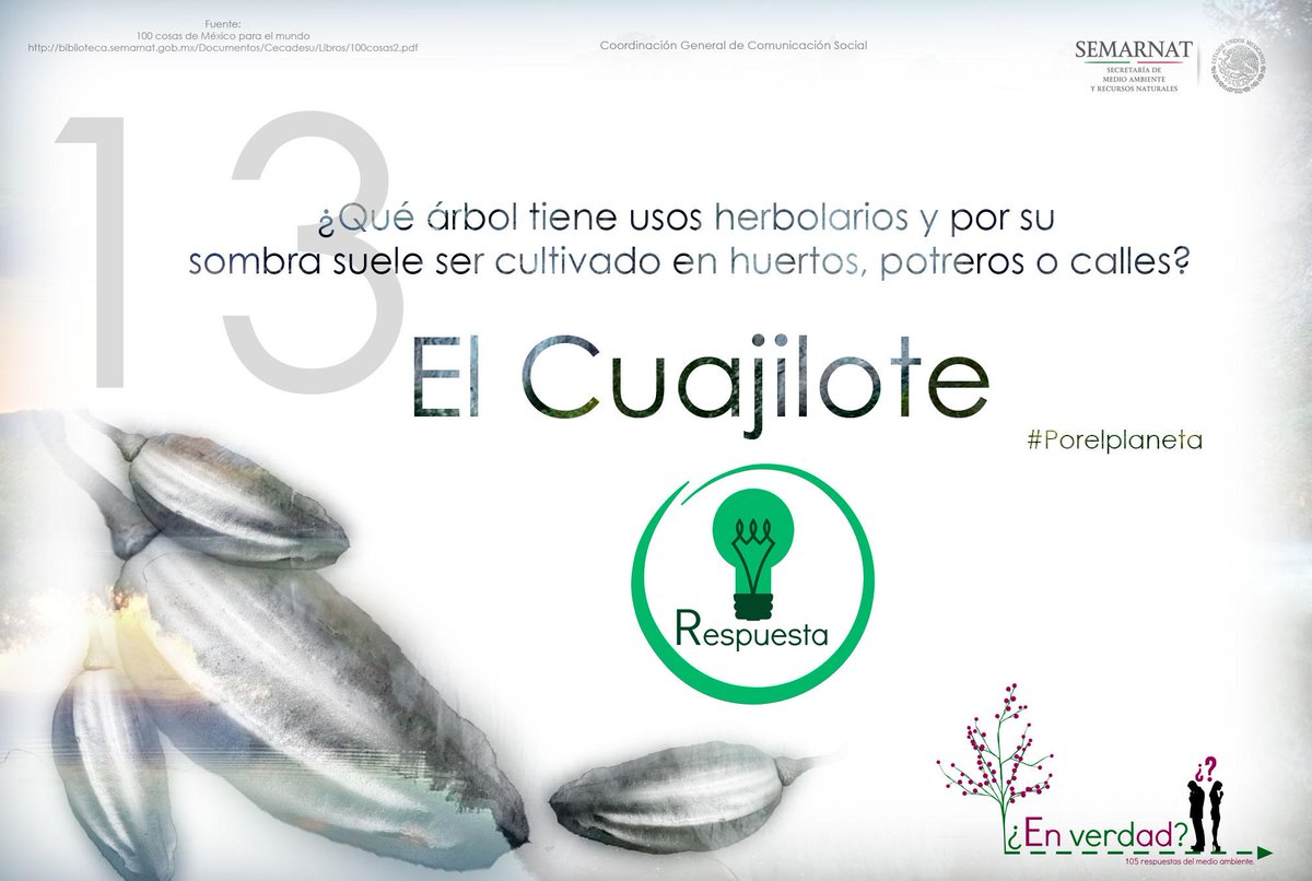 SEMARNAT_mx's tweet photo. ¿#Sabíasque el #cuajilote es valorado por su uso medicinal y su sombra? #EnVerdad, #NoTeEquivoques, #PorElPlaneta http://t.co/j9KnmQMPyr
