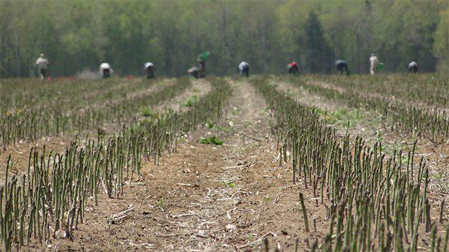 TerroirSaveurs's tweet photo. Les asperges du Québec se pointent à l'horizon! Pour mieux comprendre sa culture. http://t.co/rFwfFXFE4T http://t.co/Kq7AZOaS2T