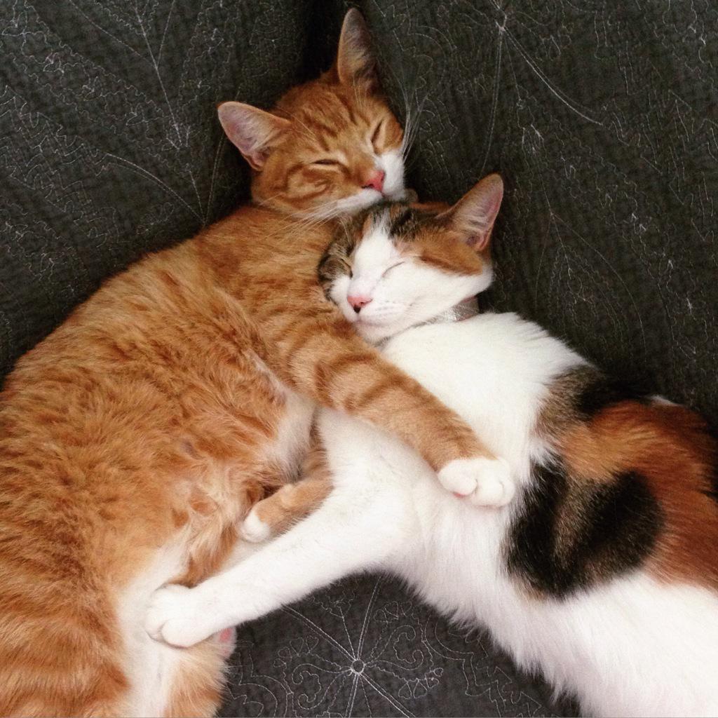 kayRcarleton's tweet photo. #KittyCrushDay💕 http://t.co/9enEtDC9B3