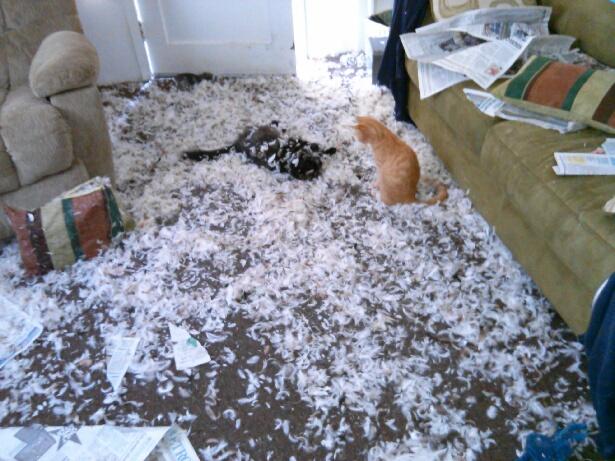 AngryPorridge's tweet photo. Day 3 of Martyn in WM: just up efter sesh 2 last night! He's hame in a bit. Better get cleaned up eh? #HungoverKitty http://t.co/9cqcFP9n0f