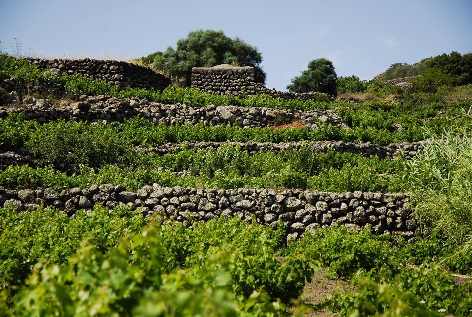 NewsroomVino's tweet photo. Il sogno di produrre #vino a #Pantelleria diventa realtà con #adottaunvigneto di @terraduventu http://t.co/3FV0jZ2cxD http://t.co/LmyJIGeZEC