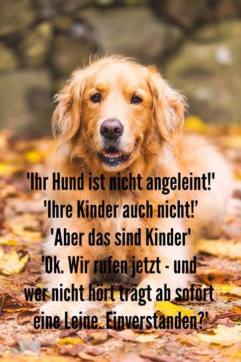 Leinentausch's tweet photo. ^^ Jaaaaaaaaaaaaaaaaaaaa ^^ *hust*hust*
#leinentausch #hund #hunde #dog #dogsoftwitter #Doggy http://t.co/0cG6KRu4Dv