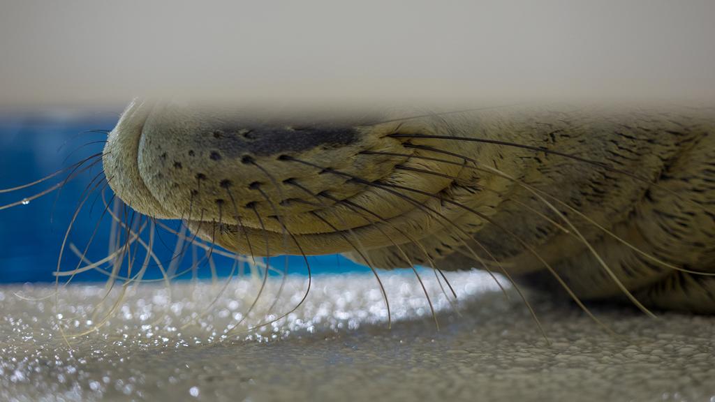 mnzoo's tweet image. Seal #SneakPeek! We&apos;re happy to report that our NEW critically endangered Hawaiian monk seals have safely arrived!