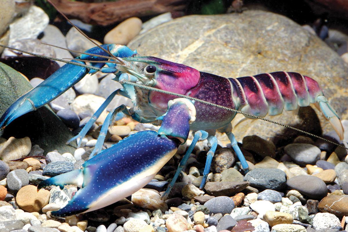newscientist's tweet photo. This beauty is one of the aquarium trade's mystery stars. It turns out to be a new species http://t.co/T1D1w6aand http://t.co/hCuGuS1xaX