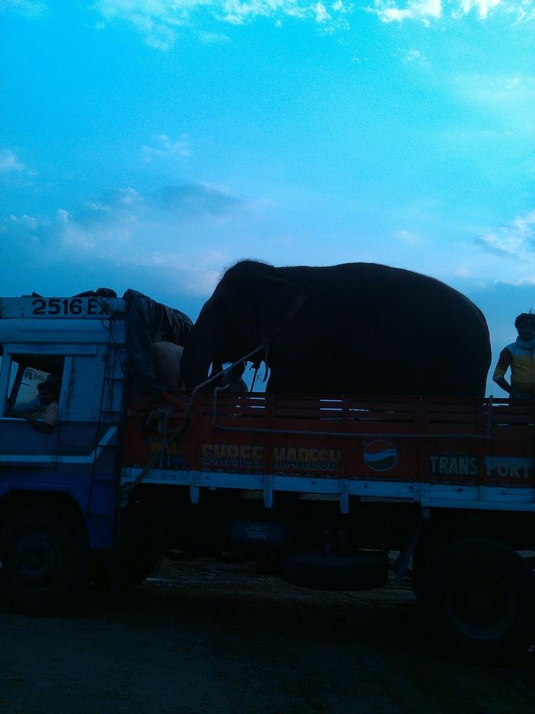 Alka_Dhupkar's tweet photo. From Amravati to Sindhudurg, Laxmi crossed 1000 km distance to meet her Mates Samarth &amp; Bhim. #Amberi http://t.co/WWZKZJDMRj