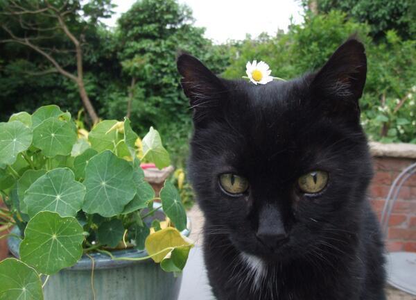 MYSADCAT's tweet photo. My cat is sad because it's summertime and the living isn't easy. http://t.co/yq0Hz4fiKV