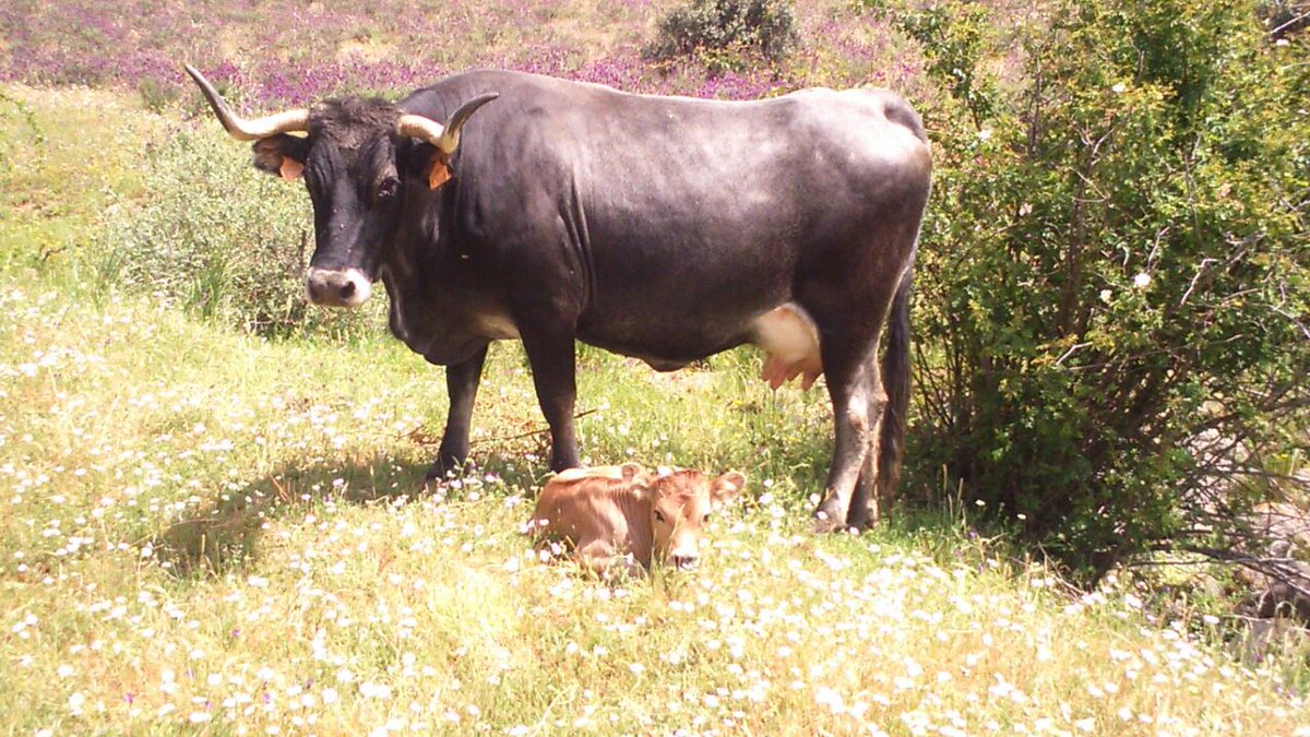A punto de hacer las maletas y volver a Cantabria, después de pasar un estupendo invierno en Talavera.