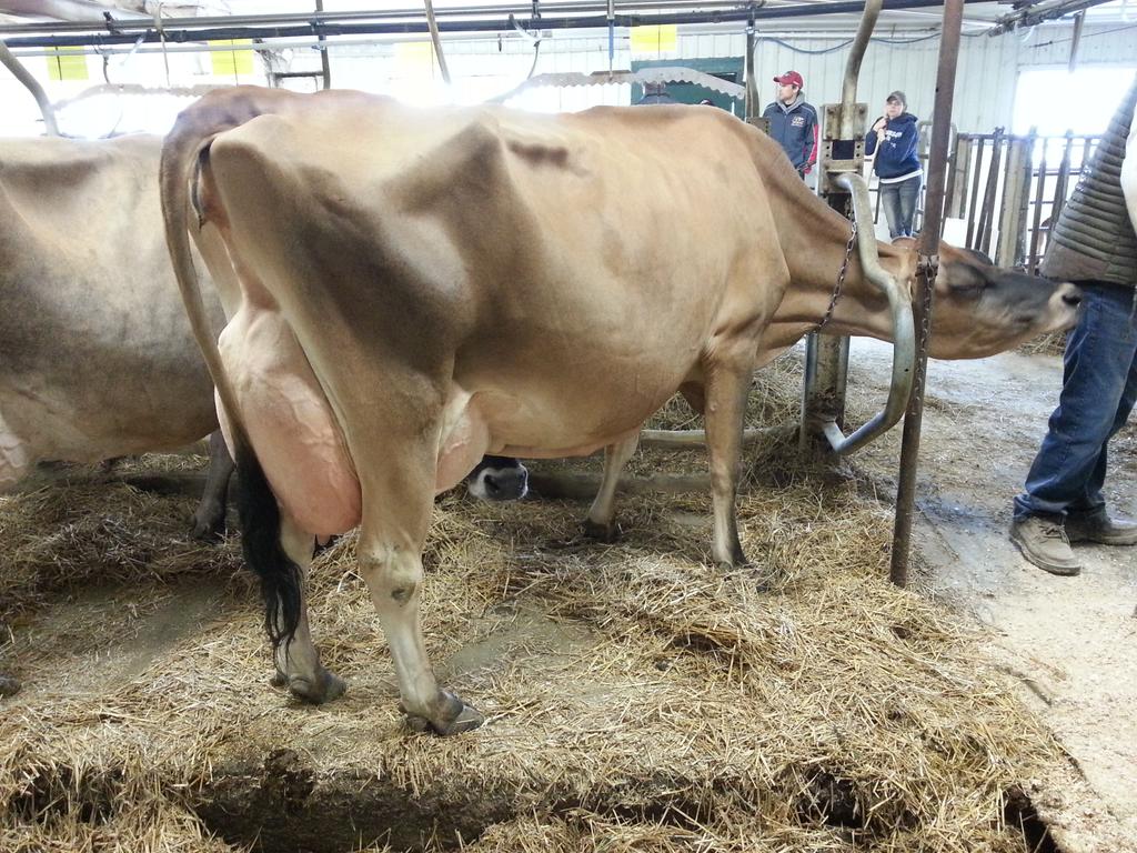 redhotholsteins's tweet photo. Outstanding EX91 Valentino at our 2nd stop today, Rexlea Jerseys. #smsconf2015 @SSGsires @JerseyCanada http://t.co/E7fXfH9gQc