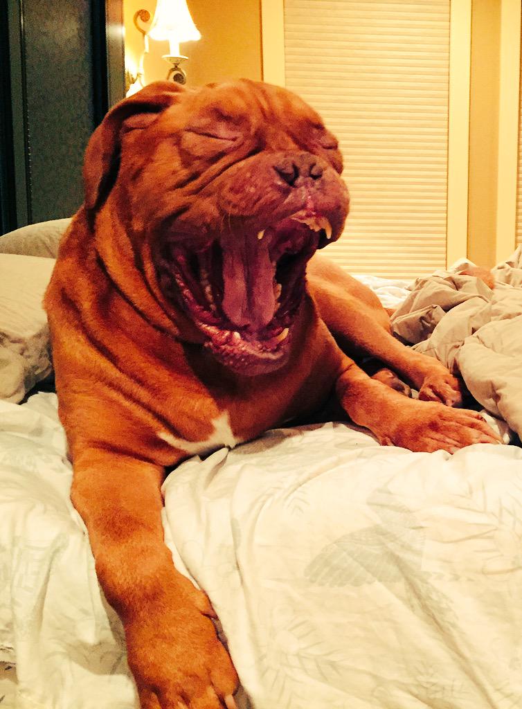 Miller_Mike31's tweet photo. @natgeowild #BarkFest http://t.co/ikblsUfRRU