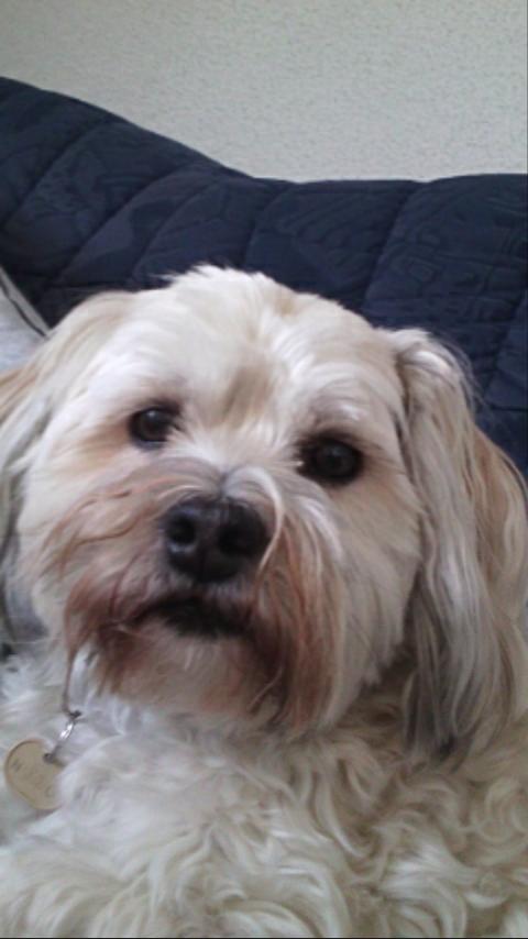 A camara Dog ;8)