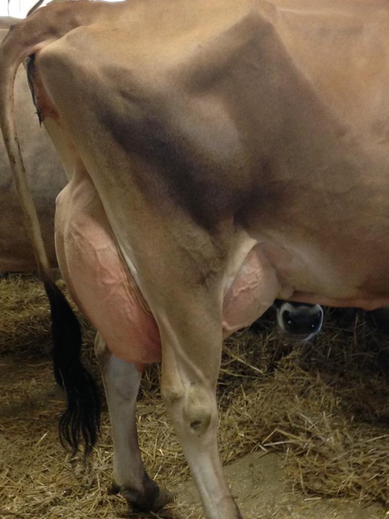 SelectSiresInc's tweet photo. Rexlea Valentino Item (EX-91) on #SMSConf2015 daughter tours! http://t.co/T8vcdhHLo9