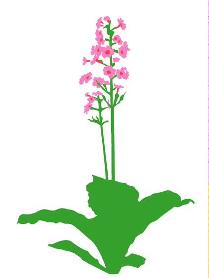 山野草ファン クリンソウ サクラソウ科の日本固有種 お花の咲きかたが 五重塔の頂上飾りの 九輪 に似ていることからつきました 九輪草 四五輪草で 仕舞けり 小林一茶 山野草 Http T Co 2lkvkj0law