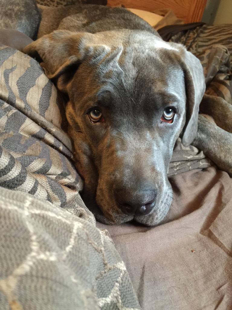 Gigi_Boxer's tweet image. Lonely eyessss, sure looks like, you just might be looking for something. - Chris Young ❤️🐶