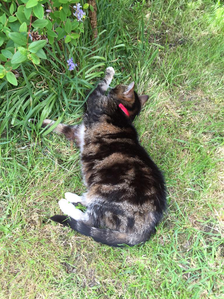 FredNGingaBuns's tweet photo. #Chuncle enjoying a barmy afternoon whilst }Butler plonted #Biddy Allotment today 😀 #whiskerswednesday http://t.co/FIib1rTV5z