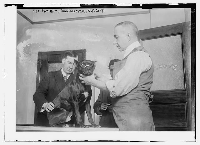 The Dog Hospital of New York City receives its first patient (LOC) 
| #NYC #NY