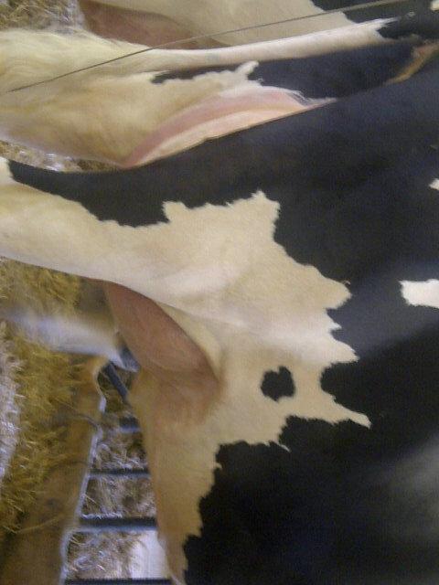 karenmmansfield's tweet photo. Epic x CalbrettGoldwynLayla #SMSConf2015. Quality Holsteins @SSGsires @SelectSiresInc @GenervationsInc holds her own! http://t.co/Gk9VYVWfRH