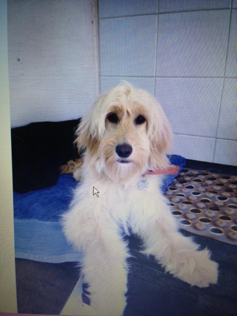 debbied9271's tweet photo. Mae - missing from Elsenham 2.00pm today, last seen Pledgdon Grn 6.30pm. Maybe in Broxted, Thaxted, Molehill Grn http://t.co/EicjNGO1Bz