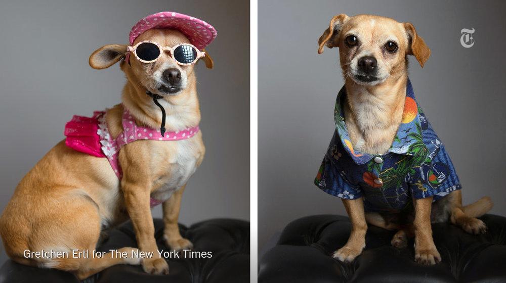 nytimesbusiness's tweet photo. Evolving attitudes about pets and  family are reshaping ties between retirees and animals http://t.co/qEuhna10tQ http://t.co/nSnUhglkTr