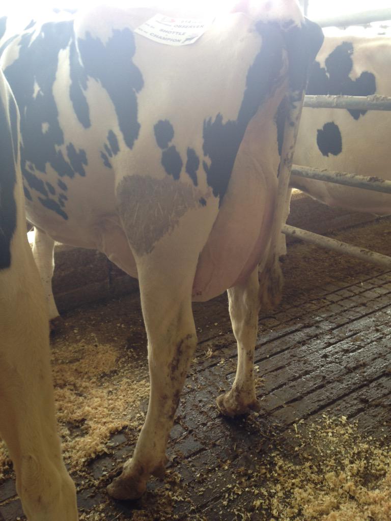 SelectSiresInc's tweet photo. VG-86 #OBSERVER at OConnors Land and Cattle. #SMSConf2015 http://t.co/caWgIpF3Xh