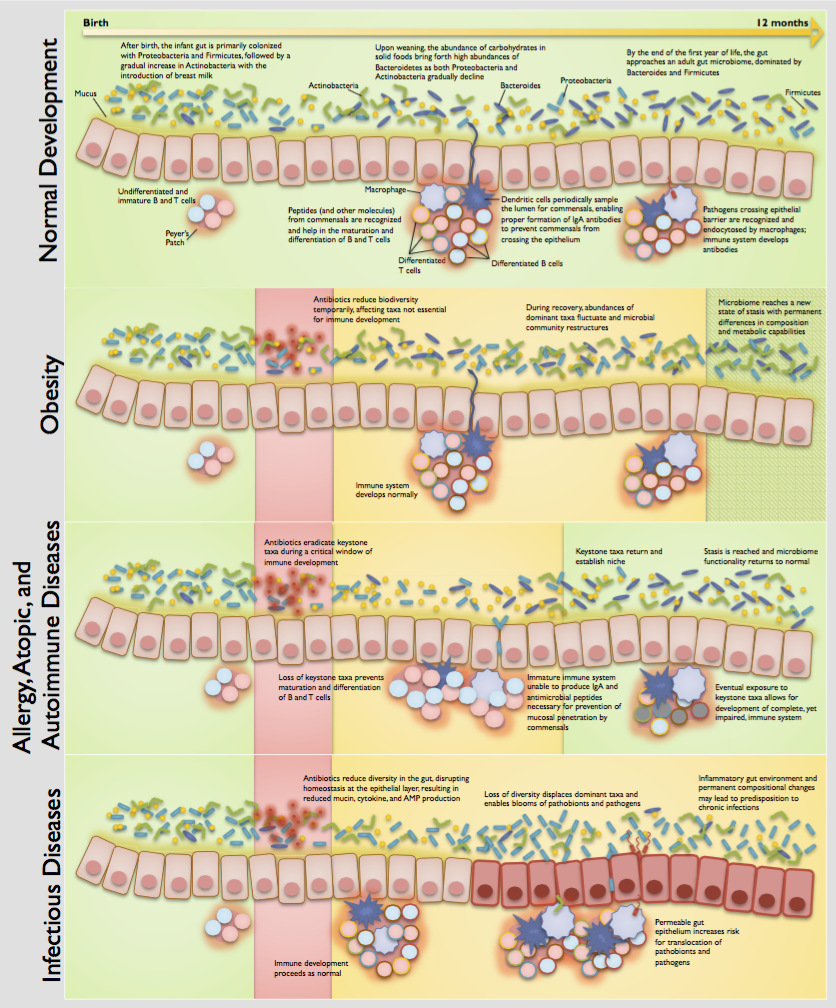 KnightsDan's tweet photo. Infant antibiotic use linked to adult diseases, our paper out today http://t.co/9ycuNWS8Zs http://t.co/ODXlTaEPpB http://t.co/nLYdE5azUa
