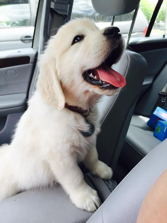 tillyretrievers's tweet photo. Meet Tilly. 8 wks old. http://t.co/yIcoJQVkkB