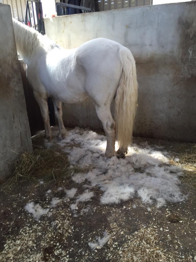 duskymooncb's tweet image. Joey #32yearsofsge #coated #fillapillowcase #veteran #connie #connemarapony #old