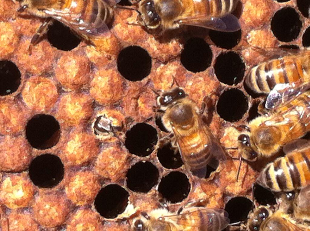 lolacanola67's tweet photo. A worker is born. @NorthlandsAg #beebaby http://t.co/6xd2VSPxh1