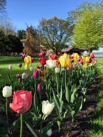 m_mraman's tweet image. The Marigold - doing justice to its reputation. @HermanMiller #SMBBootcamp