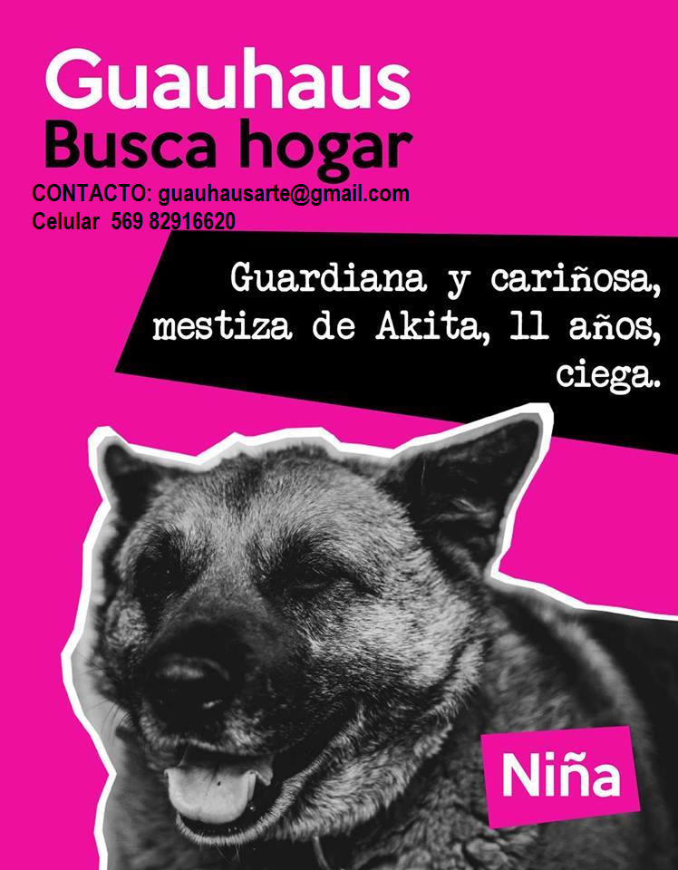 Guauhaus JGM UChile tweet media