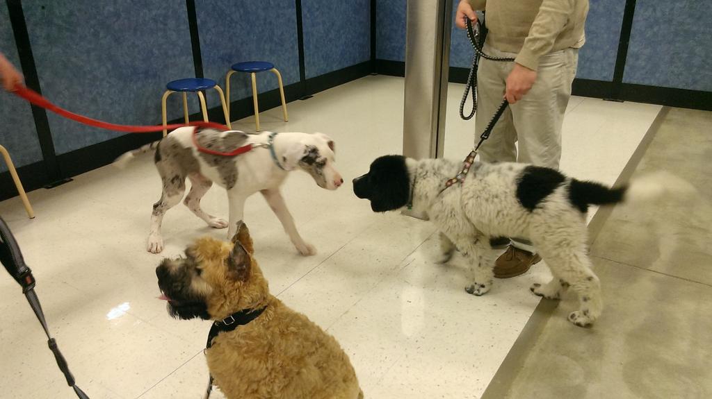 PattyMarie218's tweet photo. A Newfoundland, a Great Dane, and a Bouvier all walk into Puppy Class... http://t.co/eQqy6t2jWm