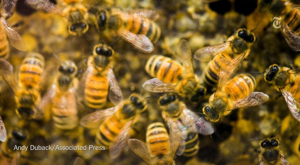 nytimes's tweet photo. Honeybees’ mysterious die-off appears to worsen
http://t.co/OGiDahl3LF http://t.co/UVw6vG5u1g