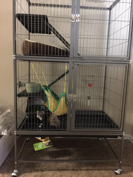 Now that is one spoiled ferret http://t.co/OyhPSsjlGA