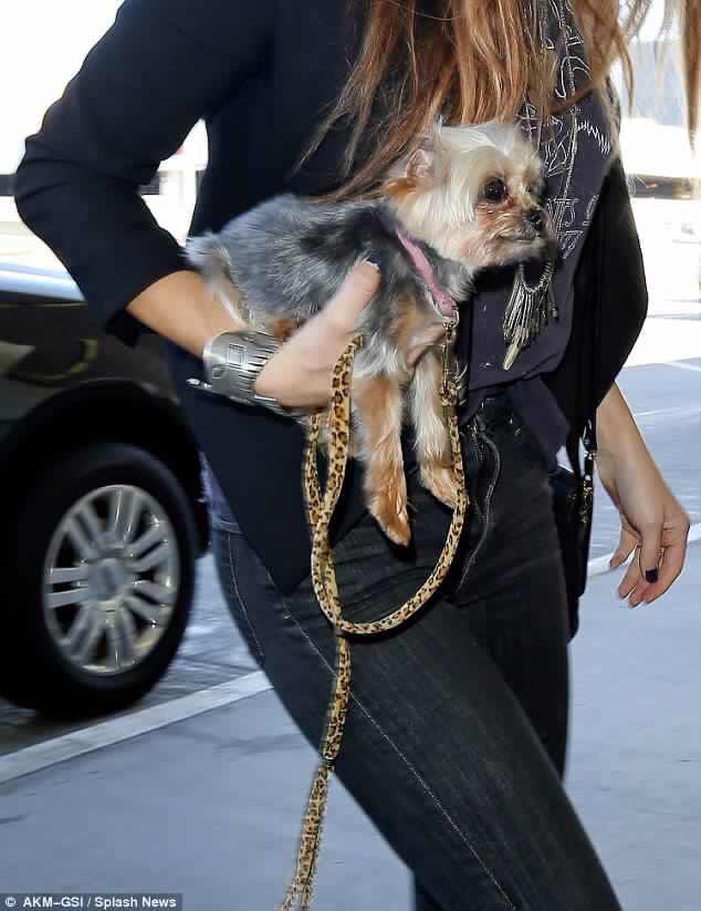AmberHeardNews's tweet photo. #SavePistolAndBoo 💖🐶🐶
http://t.co/8Nt4lAtJkY http://t.co/9T78jiwAOZ