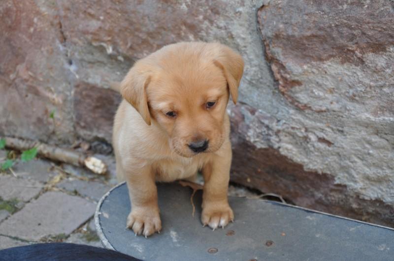 hatfield control collar