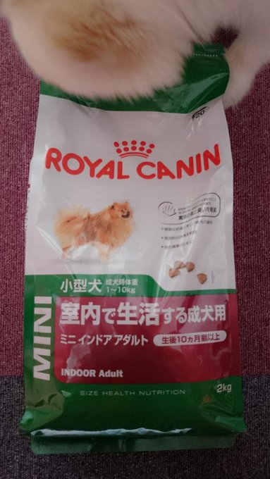 おはよう😆✋✨☀ 昨日買ったドックフード🐹💕 凄く評判のいいものなので購入🎵 ジュウザ君、クンクン嗅いでる🐹💕 http://t.co/JPBX4vYE6c
