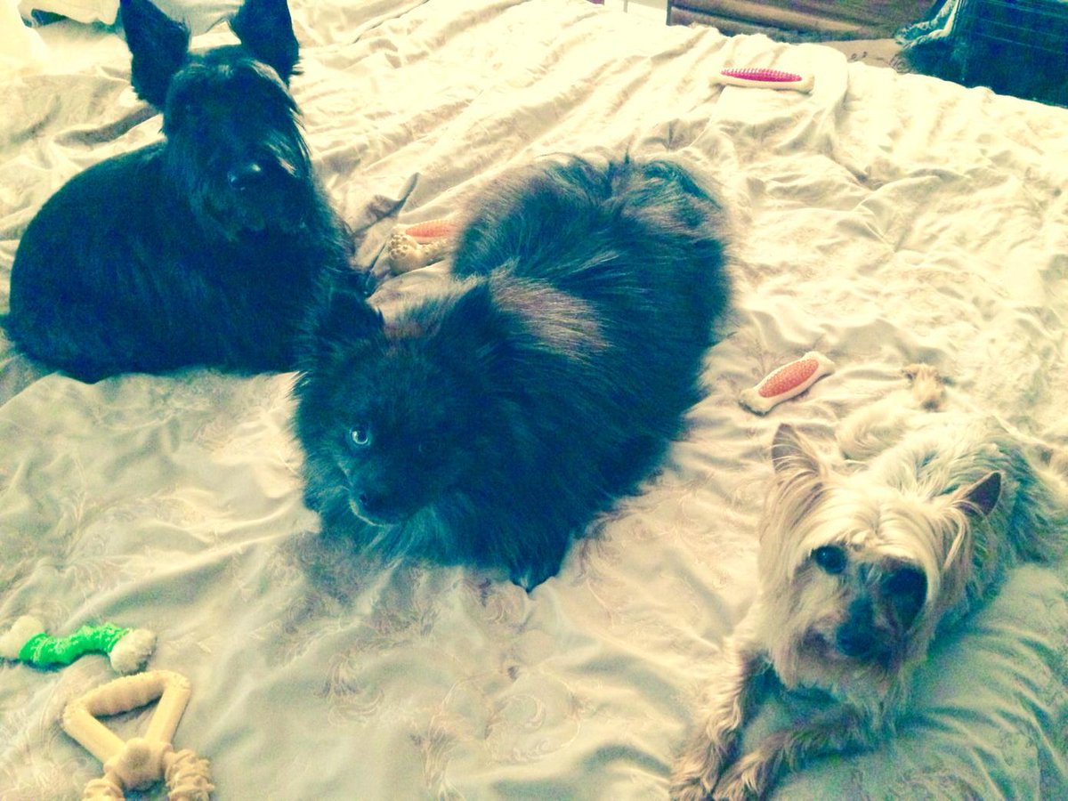 paullewismusic's tweet photo. The Posse! #Dexter #Ziggy #Daisy @michelgrey @RachelNicola100 @phantasmiceye @realizerecords @AlyssaLeeLewis_ http://t.co/kP0cz4hr1b