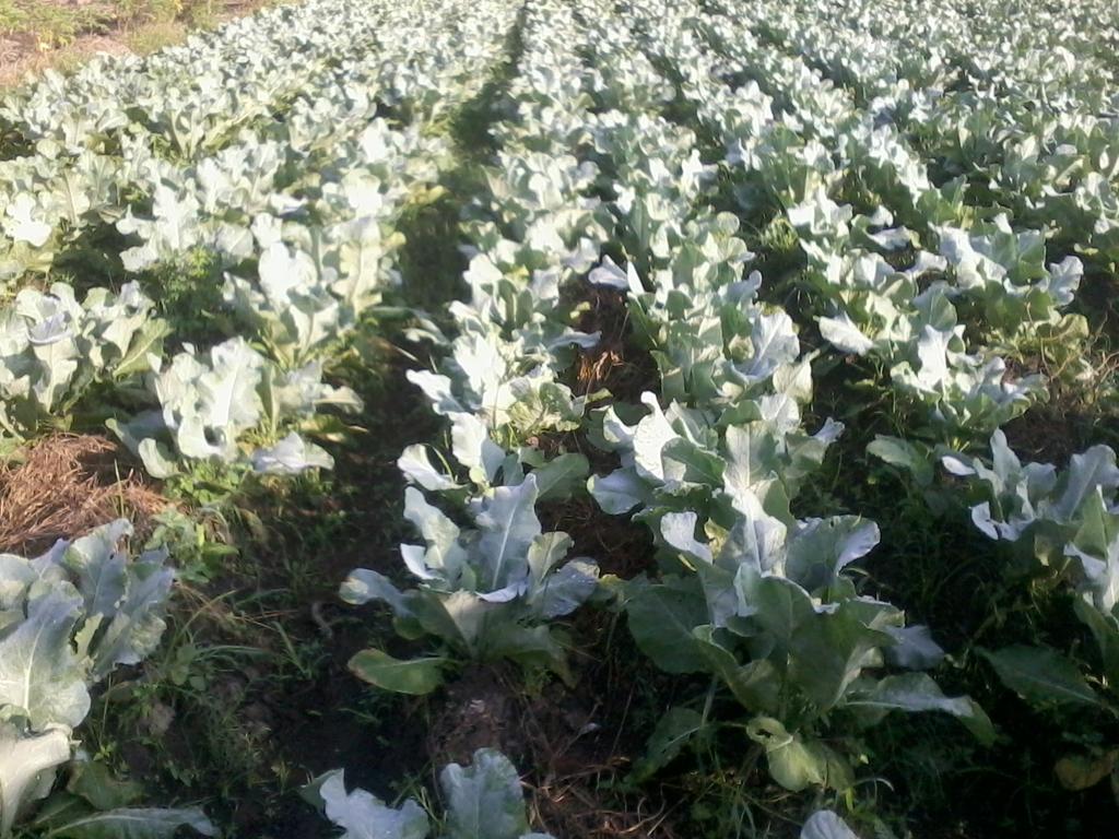 syafaatelbaruqy's tweet photo. Sayur brokoli milik pak de Alhamdulillah bagus @id_kediri @KabKediri @KabJombang @KabMojokerto @KoperasiSapu http://t.co/kyfjnhiFRM
