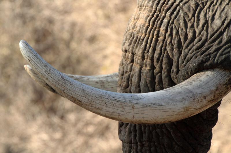 AllenPhil_'s tweet image. Our newest doc Ivory Rising reveals the darkest side of the ivory trade ow.ly/MVnix #sparkingchange