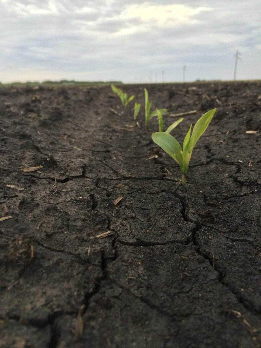 joelmathiowetz's tweet photo. In 20 days my corn seed was planted and emerged, today is has 2-3 leaves! #plant15 http://t.co/1Kn9MnytHT