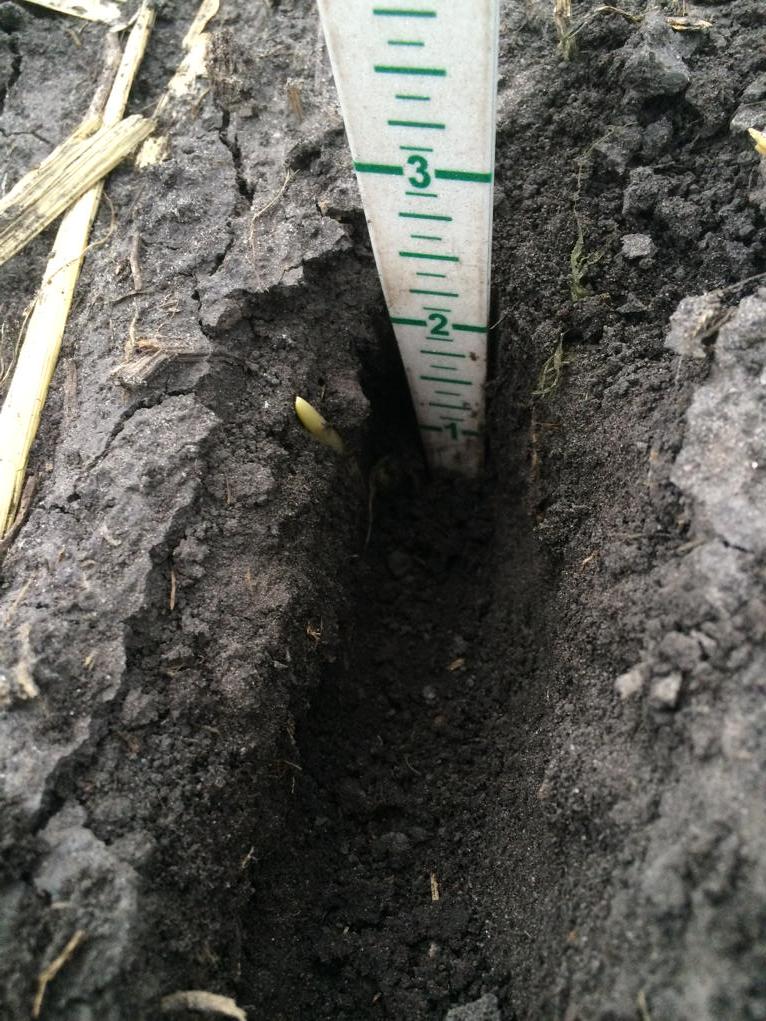joelmathiowetz's tweet photo. Wonder why this seed is 2-3 days behind all its friends. Appears I planted him at the same depth as others. #plant15 http://t.co/gnHKikNELa
