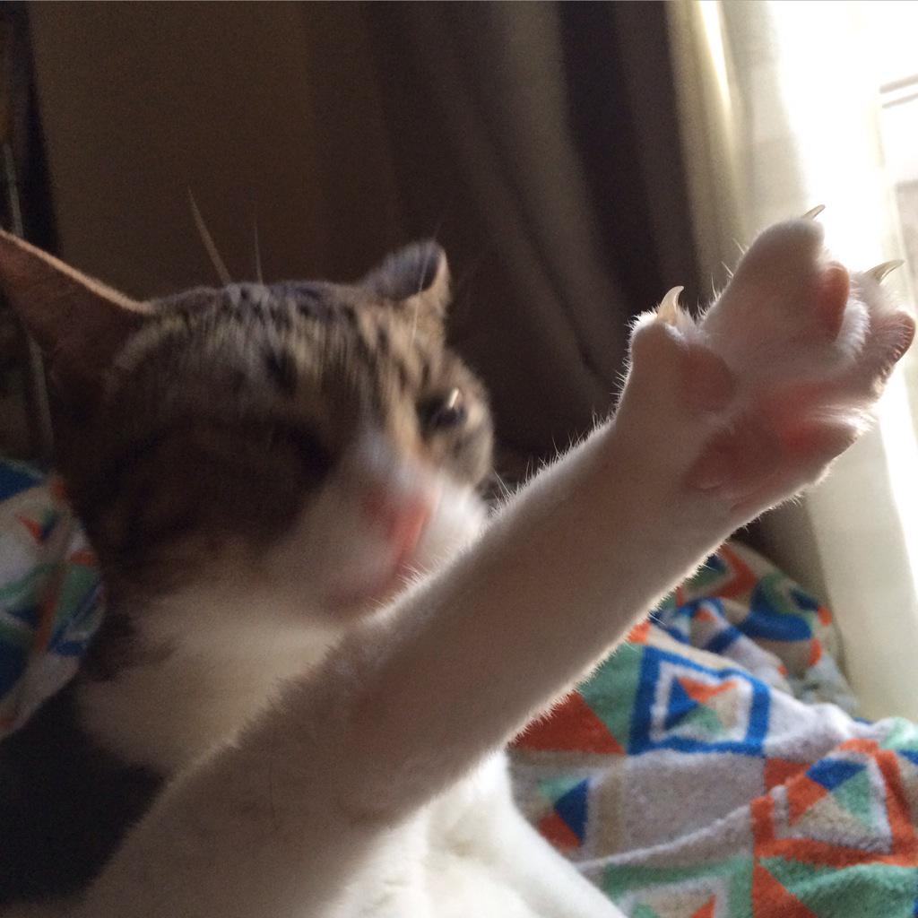 Guri_cat's tweet photo. ちょっとだけよ〜♡ http://t.co/Mn1Hqv8sqW
