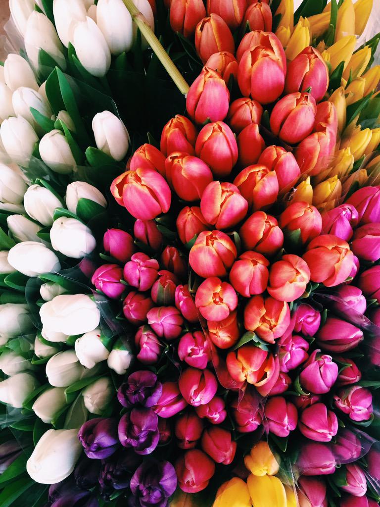 MsKrystalHines's tweet photo. Working on floral design, I can't wait to see the final product! #mayflowers #tulips #masonjars #lemons #eventlife http://t.co/HdqAfobOPt