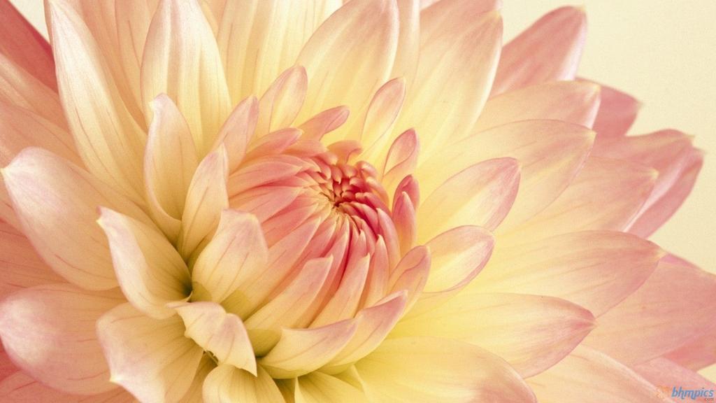If you're lucky enough to ever meet someone as unique and as beautiful as a Dahlia flower.. never let go <a href="/dalia7676/">TDSN</a>
